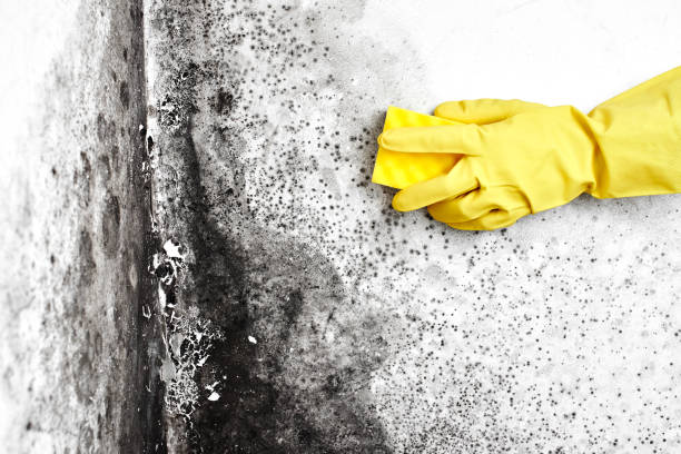 Forensic Mold Investigation in Kaanapali, HI